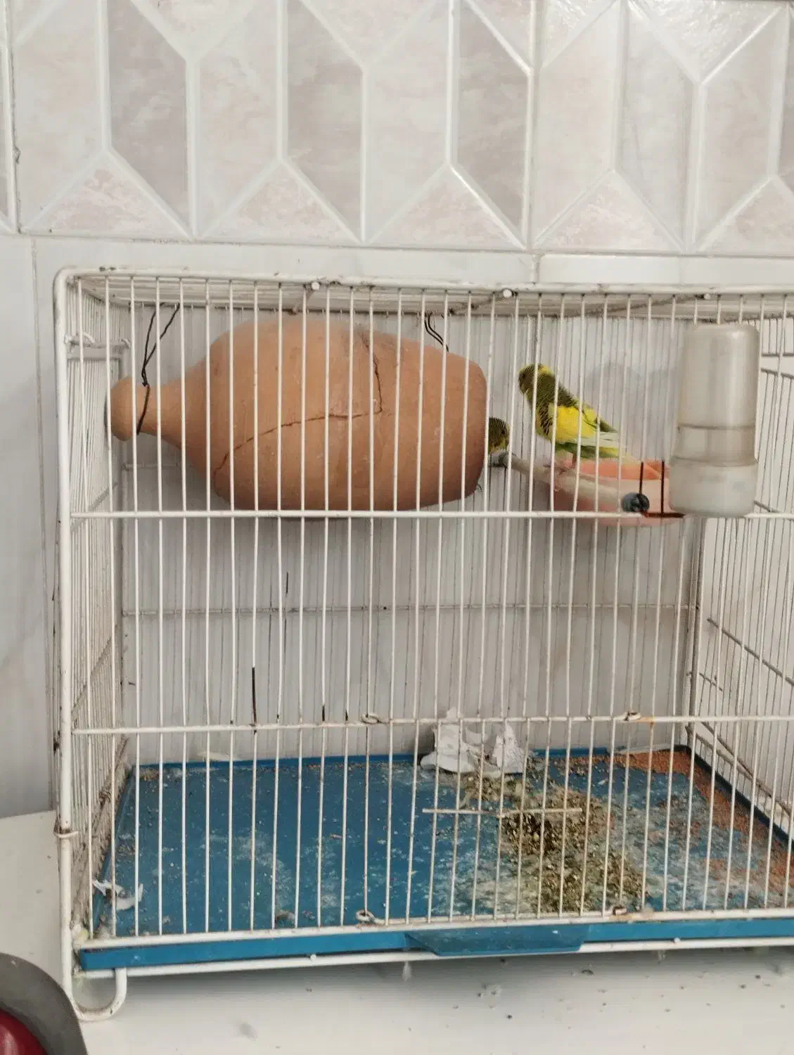 مرغ عشق جفت با قفس و لوازم همه با هم ۵۰۰|پرنده|نیشابور, شهرک اندیشه|دیوار