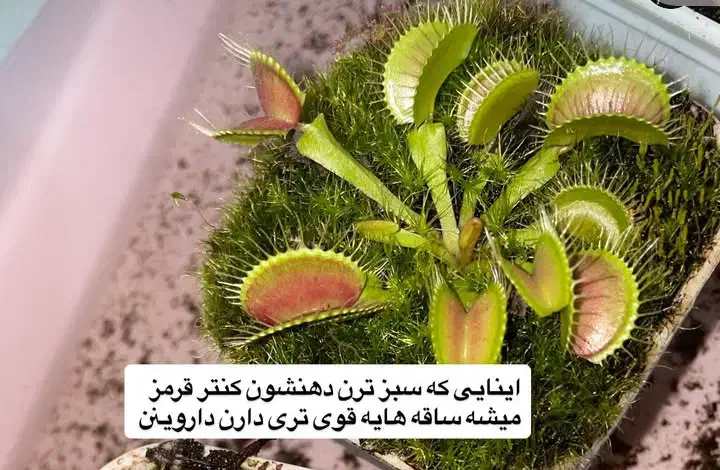 گیاه حشره خوار ونوس|گل و گیاه طبیعی|آذرشهر, |دیوار