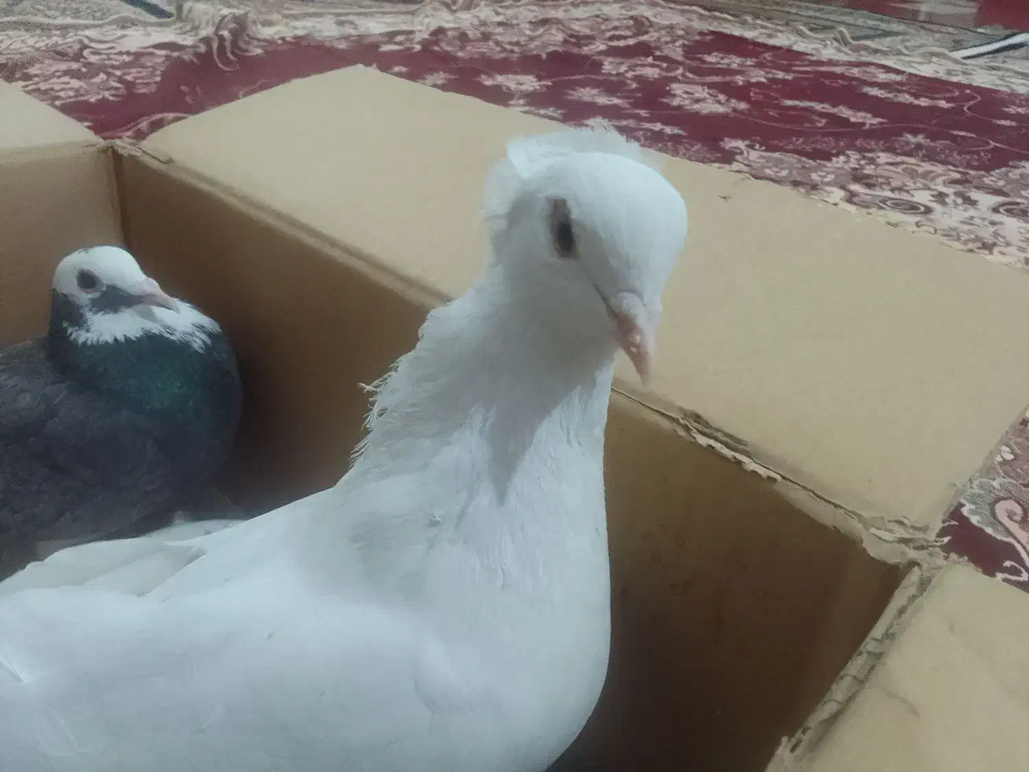 کبوتر|پرنده|قروه, |دیوار