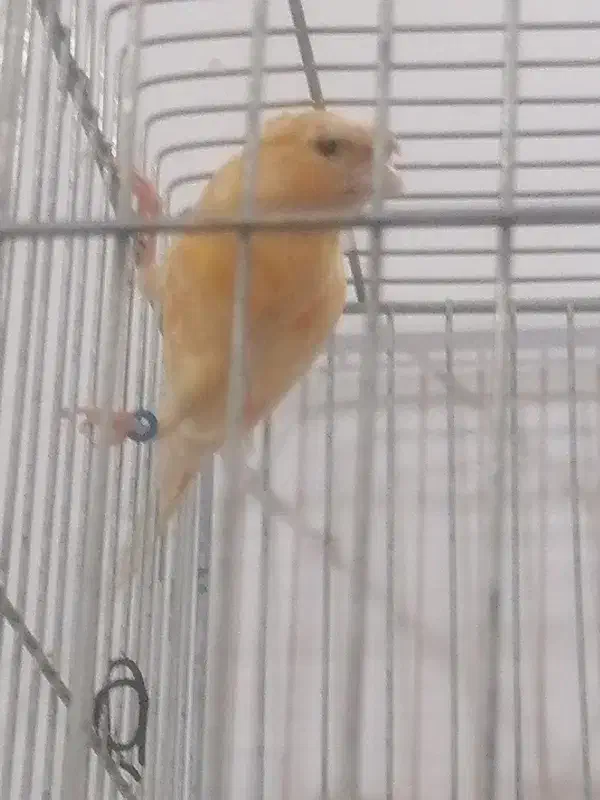 جفت قناری|پرنده|سیرجان, |دیوار