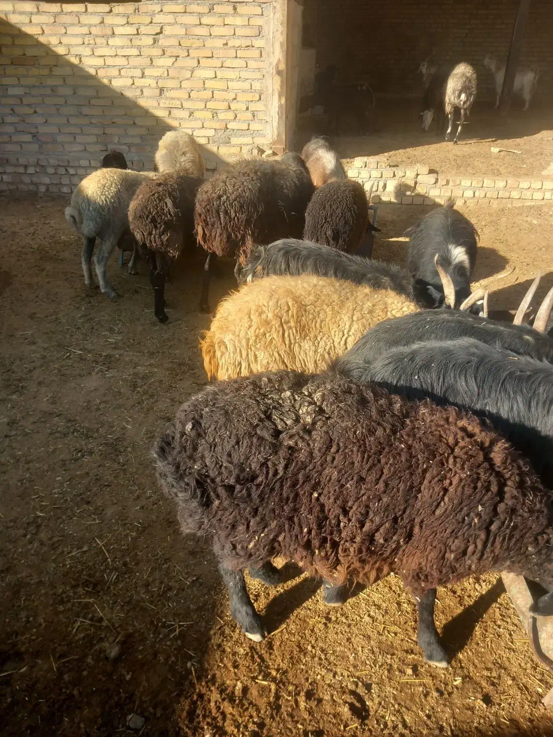 بز  و بره و میش همه فروشی|حیوانات مزرعه|جوادآباد, |دیوار