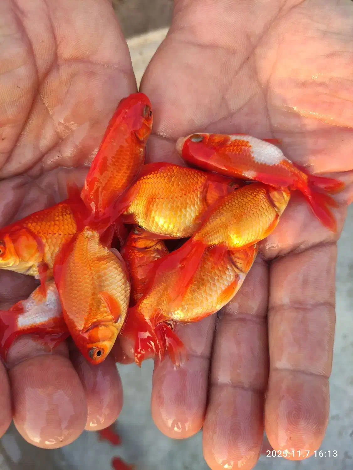 عرضه انواع بچه ماهی|ماهی|شوشتر, |دیوار