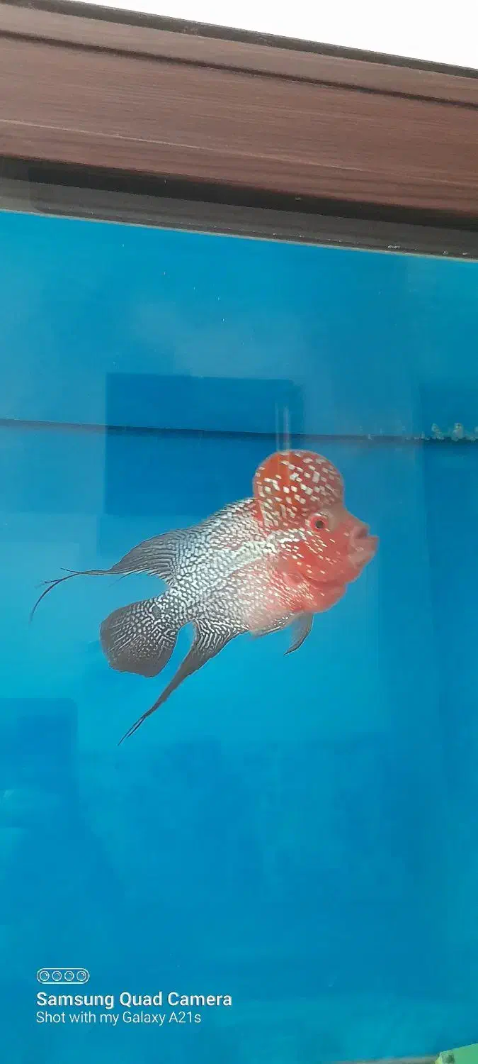 فلاور هورن تایلندی|ماهی|قزوین, |دیوار