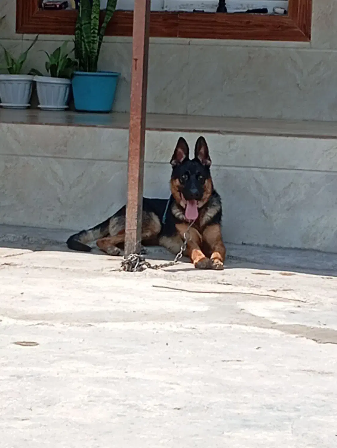 سگ ژرمن|سگ|سنگر, |دیوار