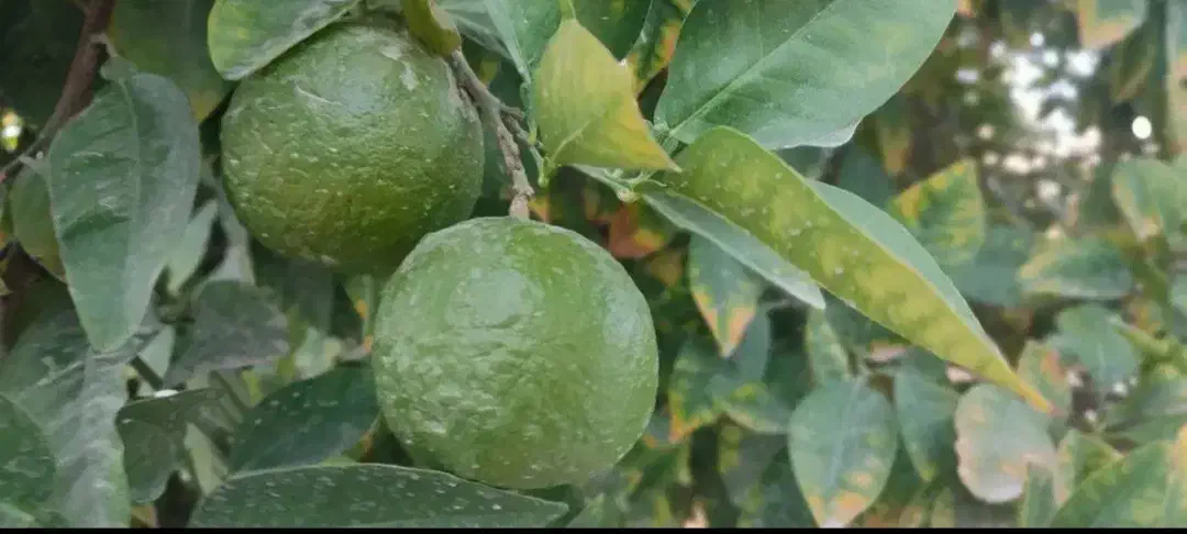 نارنج|گل و گیاه طبیعی|بندر گناوه, |دیوار