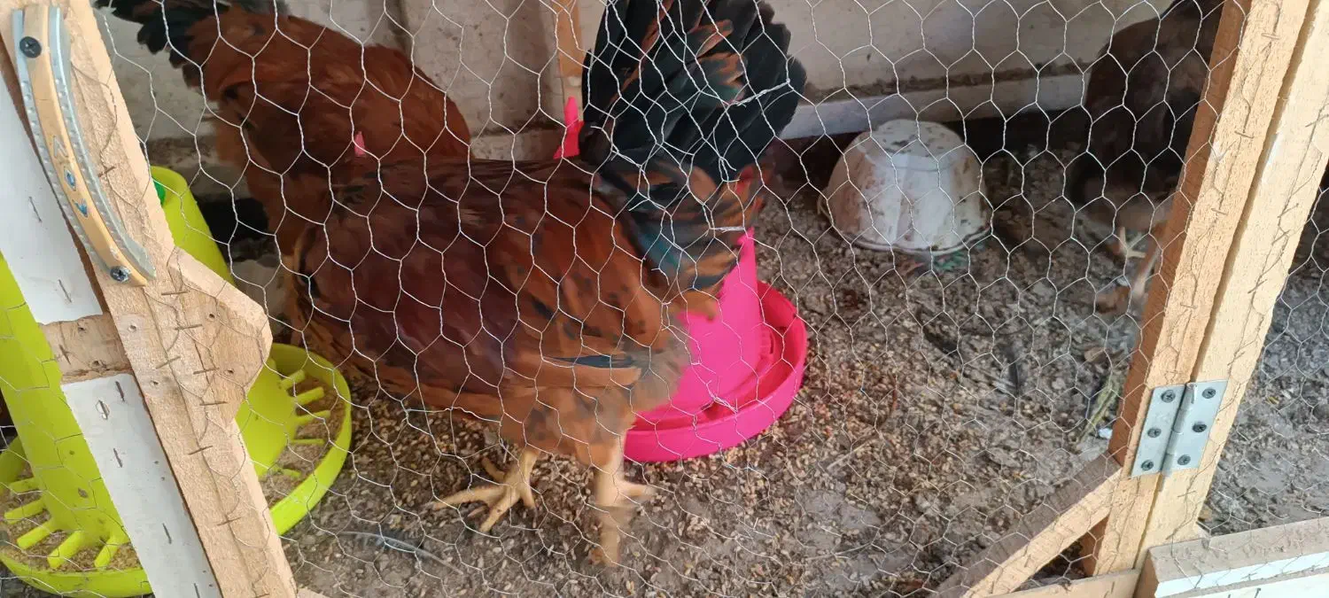 مرغ و خروس خانگی|حیوانات مزرعه|مشهد, شهید قربانی|دیوار