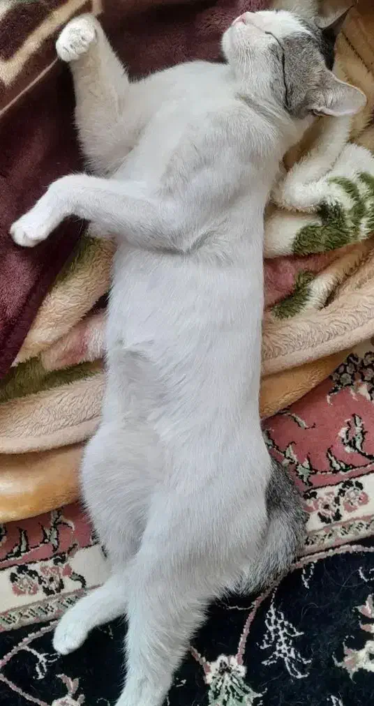 گربه گمشده/ گربه نر/ گربه زیبا|حیوانات|قم, شاه ابراهیم|دیوار