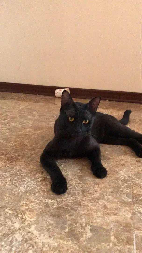 واگذاری فوری|گربه|اندیشه, اندیشه فاز ۴|دیوار