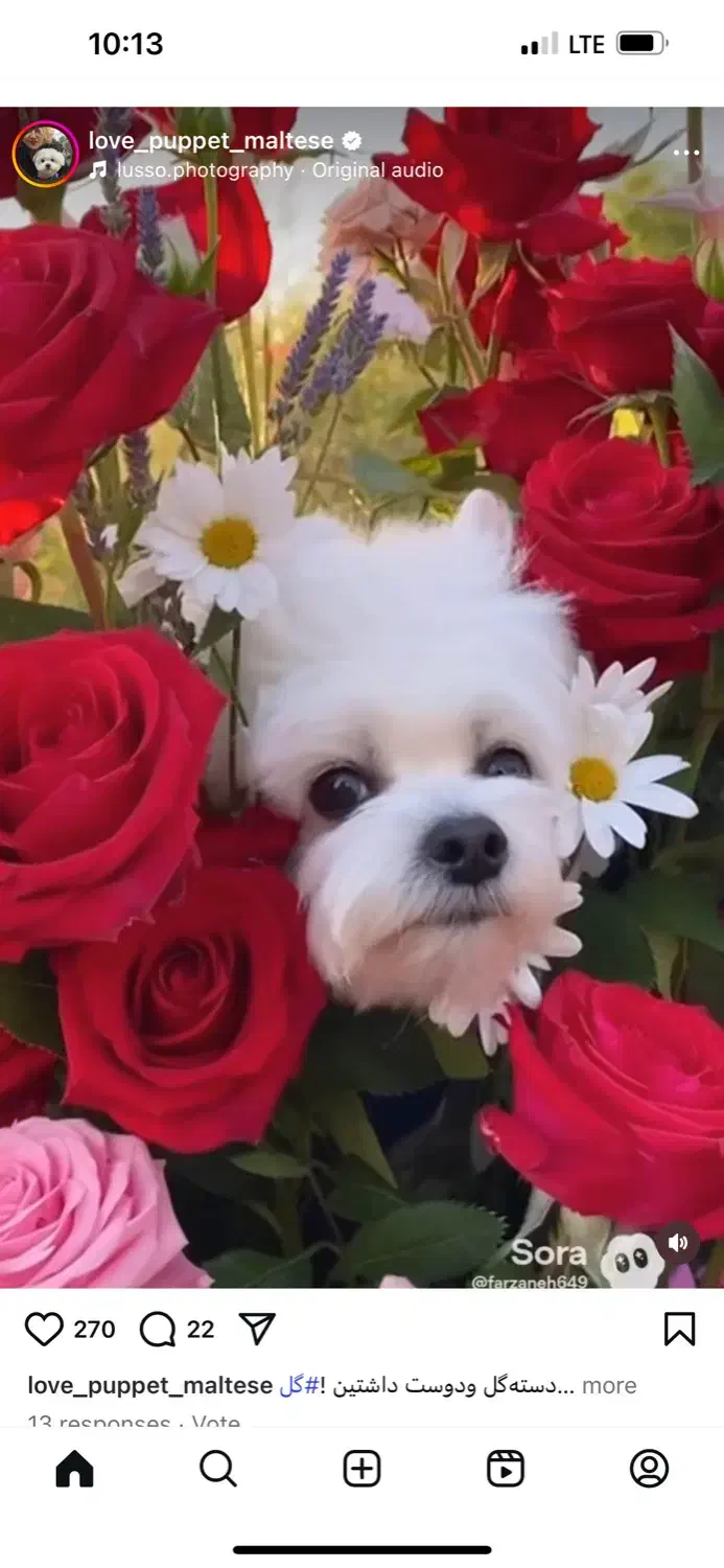 حیوان خانگی|سگ|تهران, علم و صنعت|دیوار