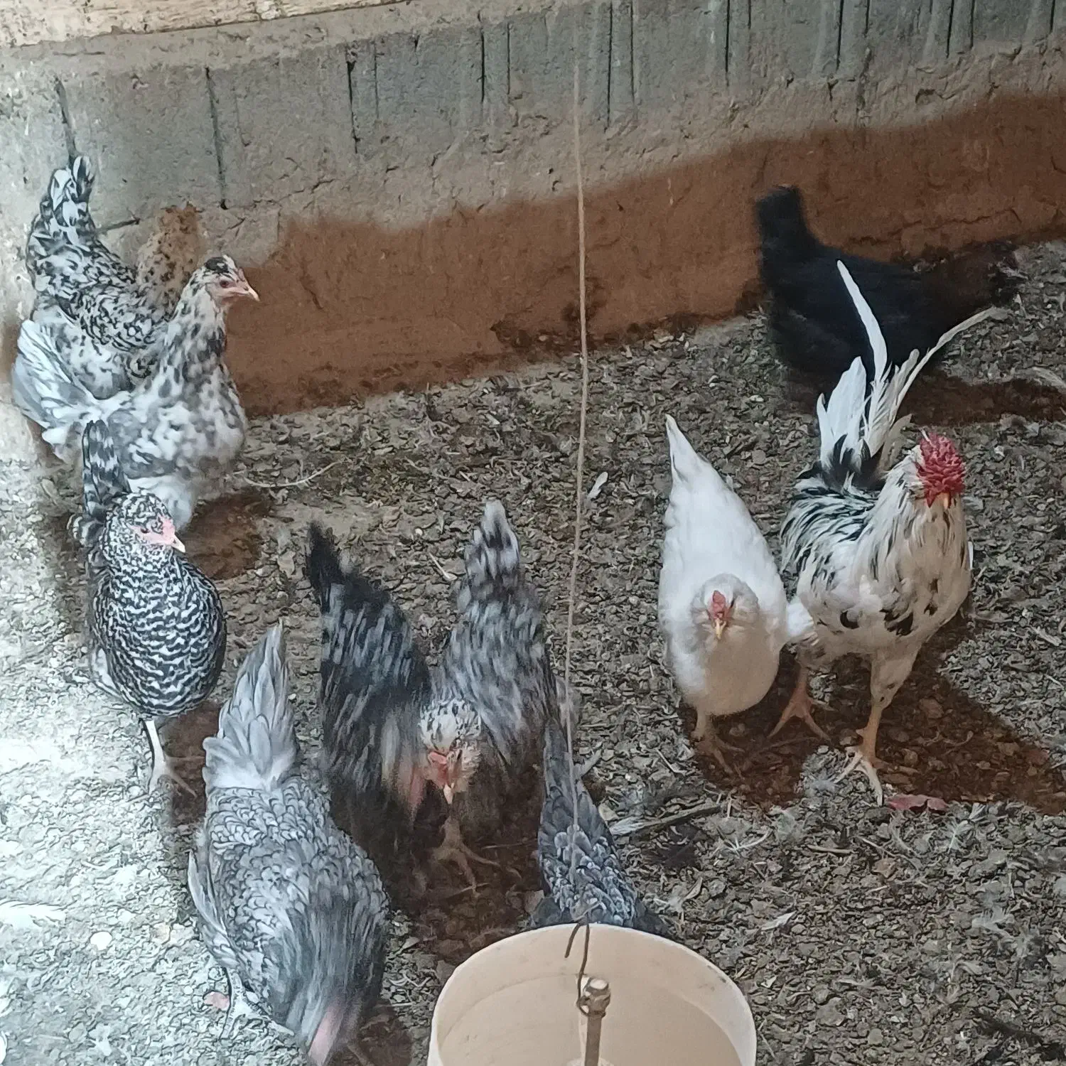 تخمرغ نطفه دار|حیوانات مزرعه|خمینیشهر, |دیوار