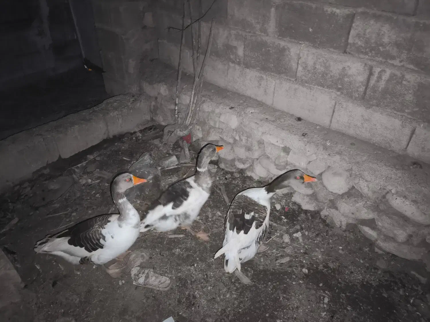 غاز|حیوانات مزرعه|خورموج, |دیوار