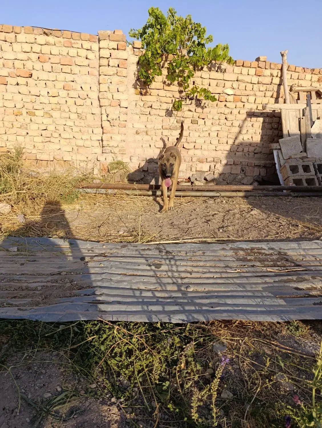 سگ سرابی|سگ|تاکستان, |دیوار