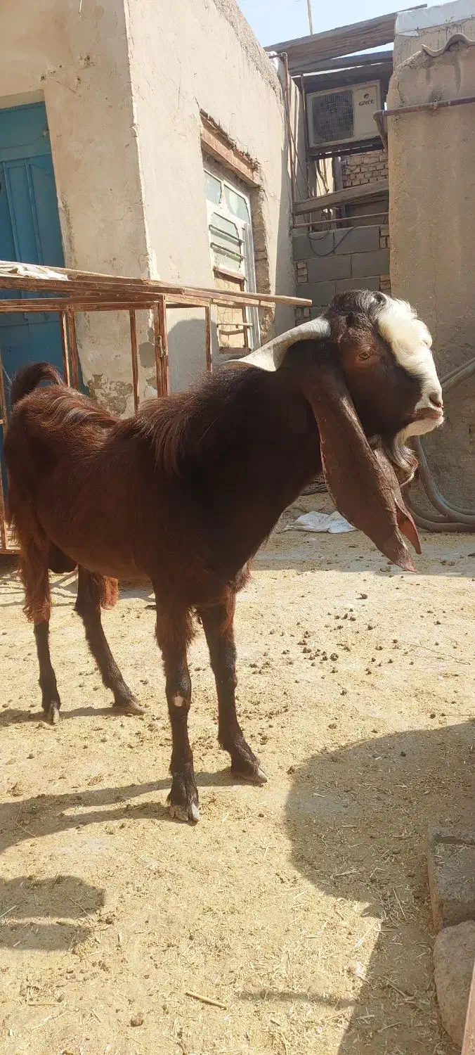 بز نر نجدی و افغانی هیکل درشت|حیوانات مزرعه|بندر ماهشهر, |دیوار