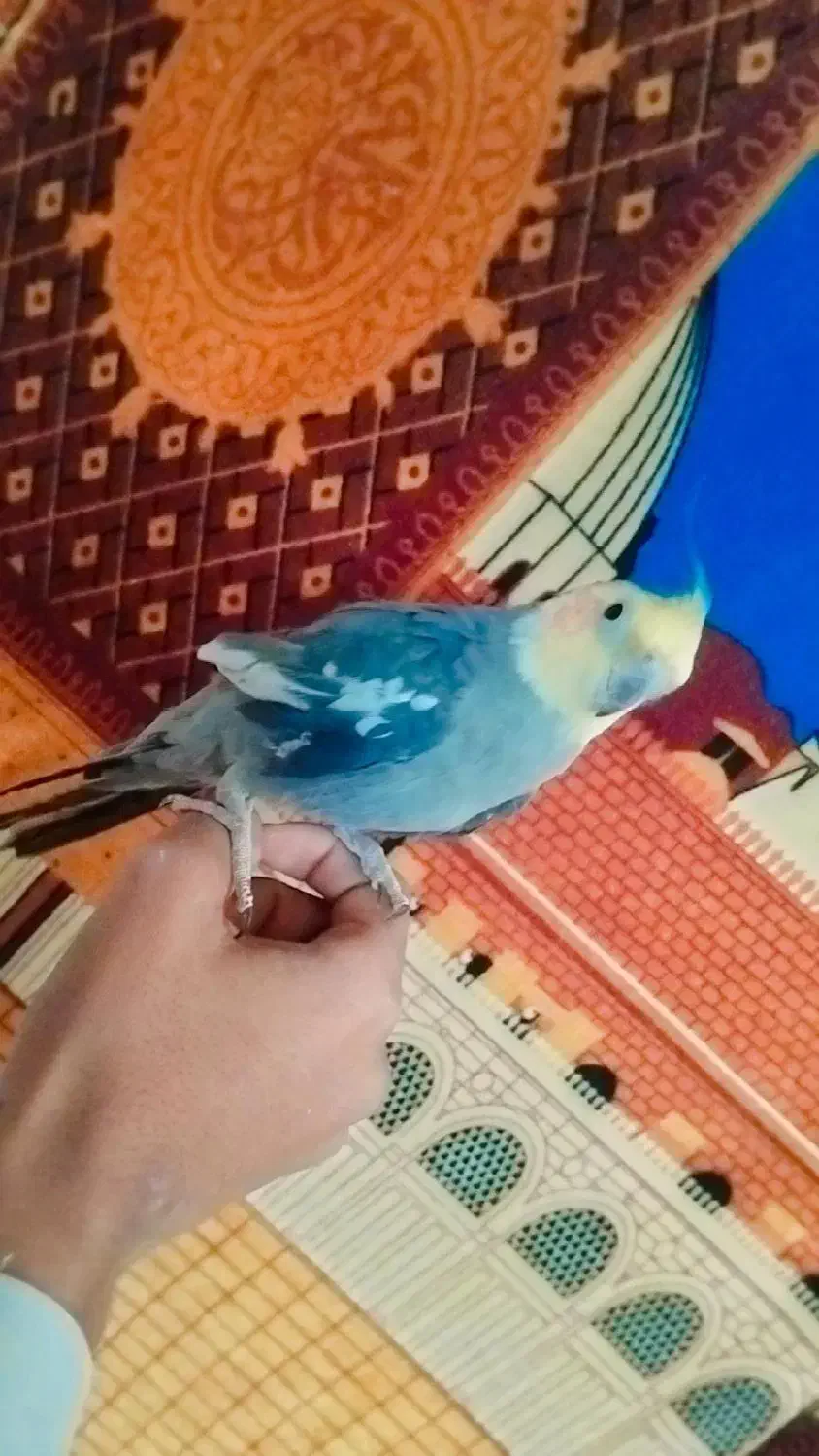 عروس هلندی دستی|پرنده|زاهدان, |دیوار