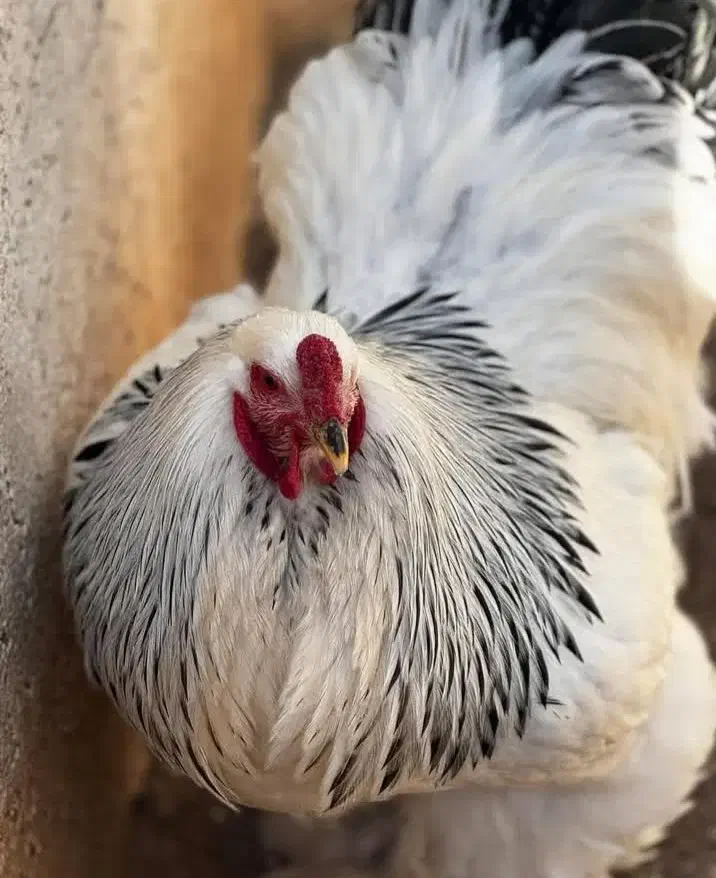 تخم مرغ نطفه دار برهما اصل|حیوانات مزرعه|رشت, پیرکلاچای|دیوار