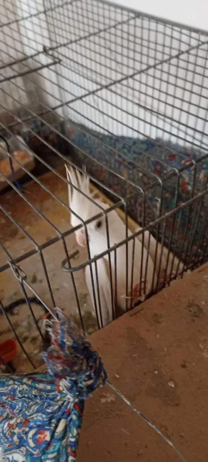 عروس هلندی گمشده در محمد آباد گرگان|حیوانات|گرگان, |دیوار