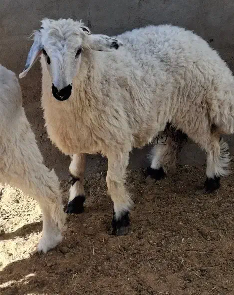 بره زابل جو|حیوانات مزرعه|زاهدان, |دیوار