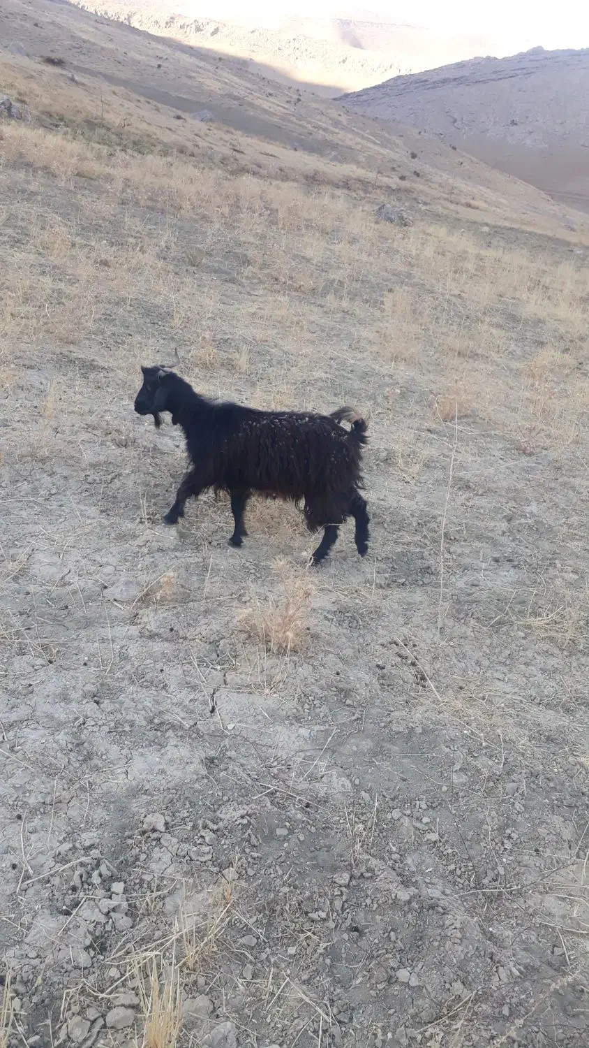 بزغاله ابستن|حیوانات مزرعه|بیرانوند, |دیوار