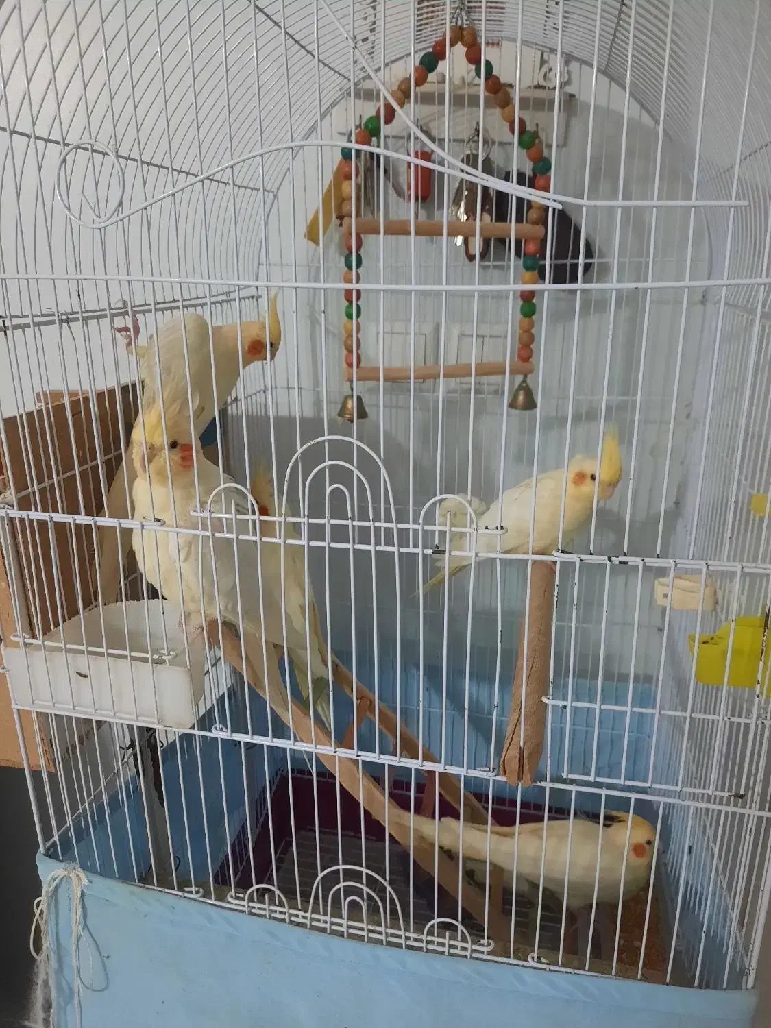 عروس هلندی|پرنده|کیاشهر, |دیوار