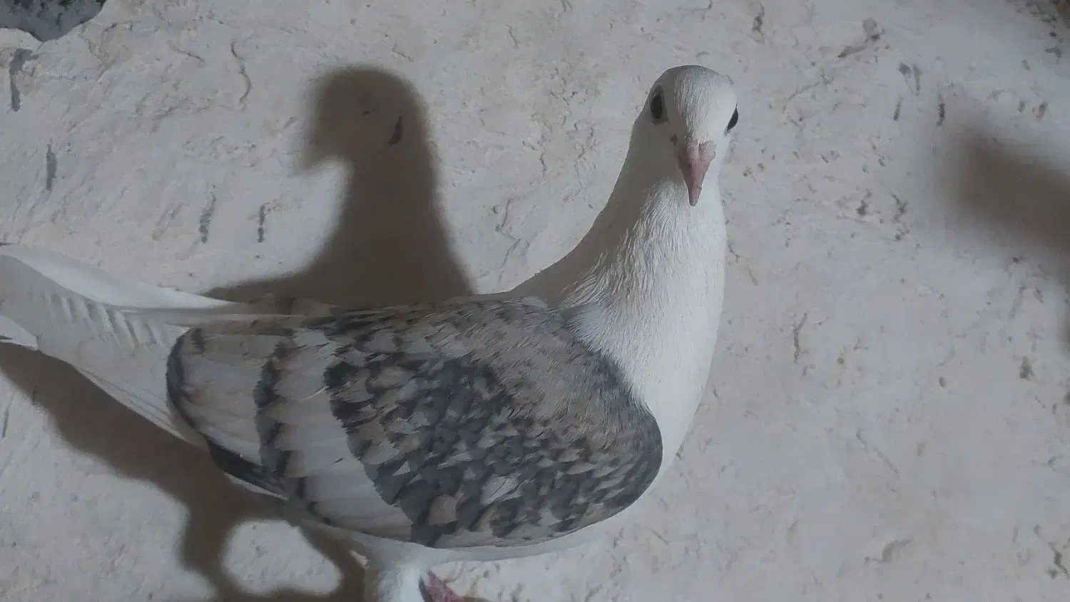 پشتی گراف هفت‌رنگ|حراج|اسفراین, |دیوار