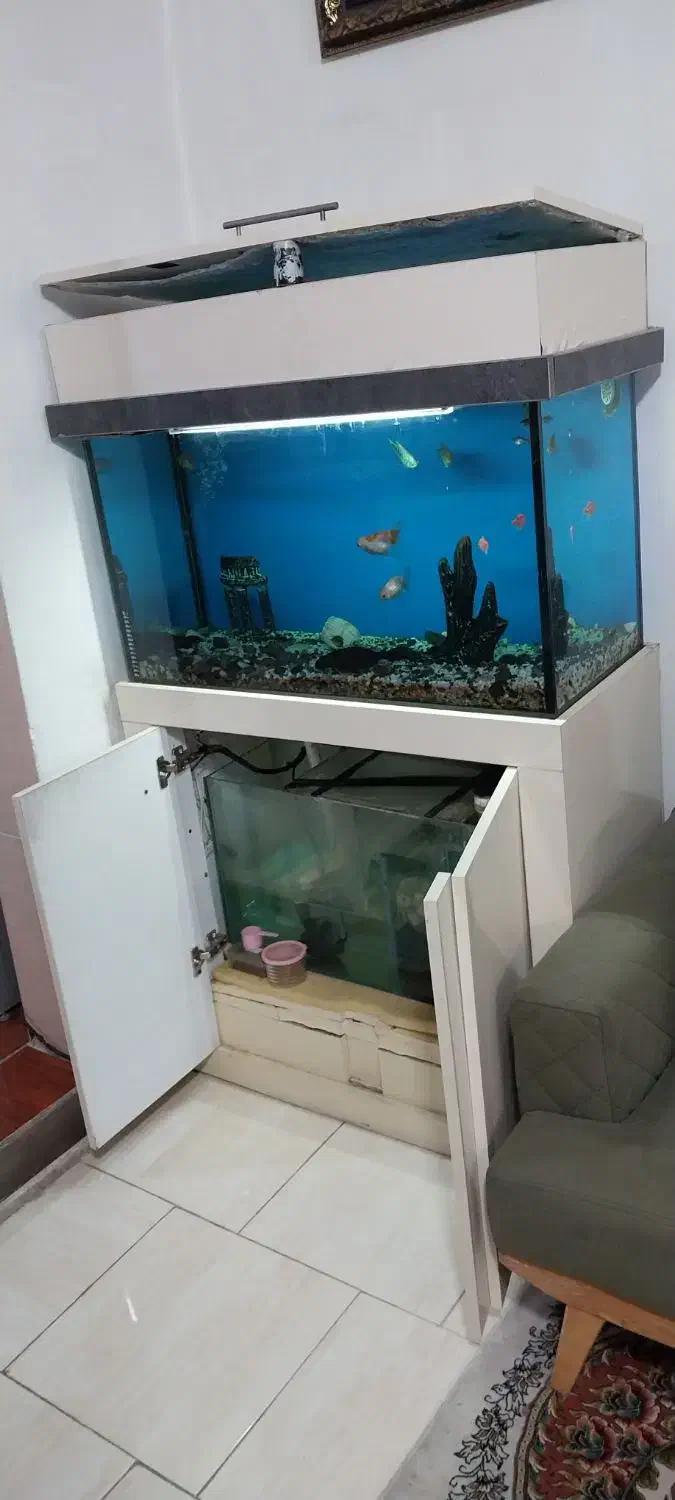 آکواریوم شرکتی|ماهی|شاهدشهر, |دیوار