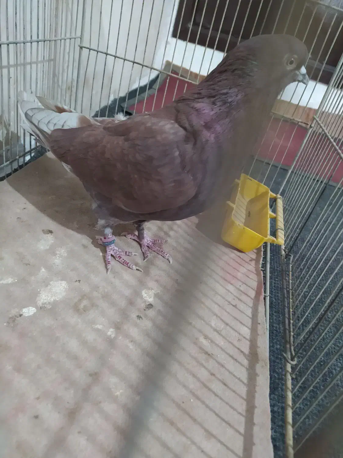 کفتر غریب گیر|پرنده|هشتگرد, هشتگرد قدیم|دیوار