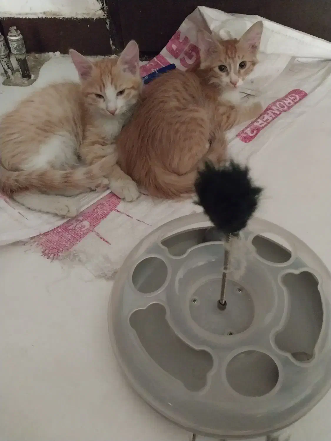 گربه نارنجی سفید|گربه|فردیس, فردیس|دیوار