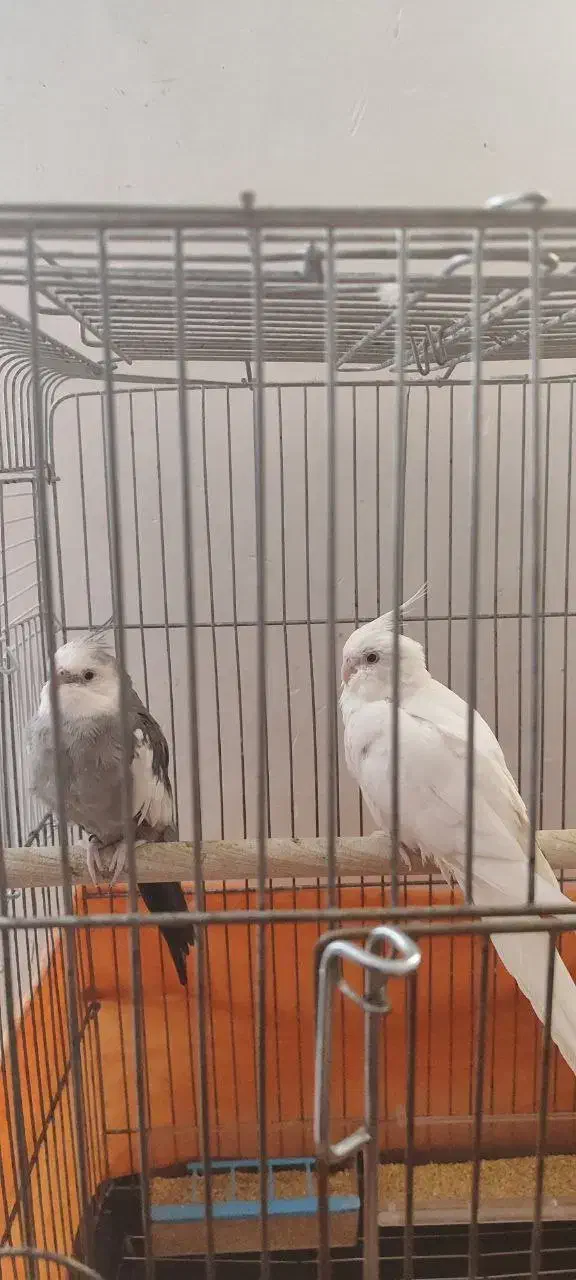 عروس هلندی مولد|پرنده|پاکدشت, پاکدشت (مامازند)|دیوار