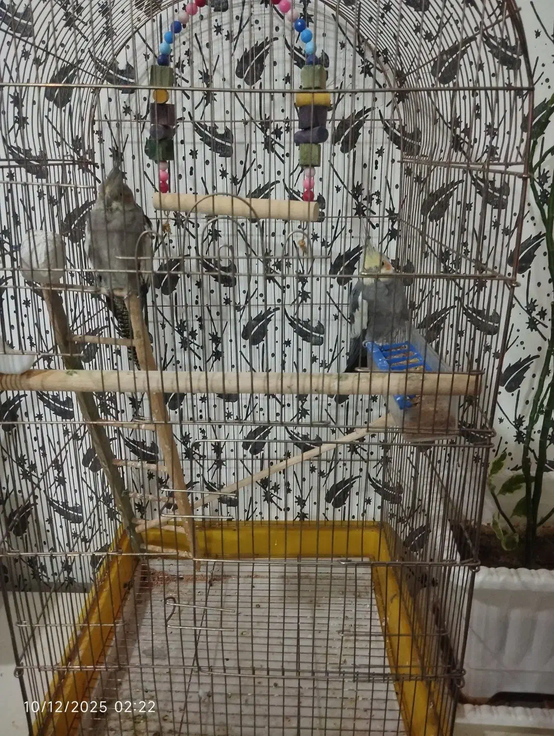 عروس هلندی|پرنده|ارومیه, |دیوار