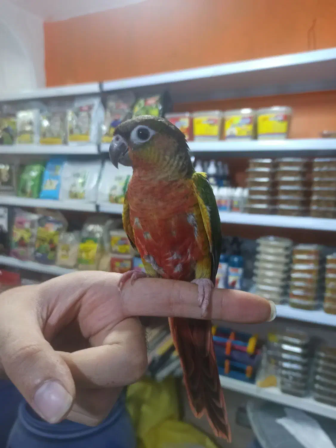 گرینچیک رد اکستریم فولسرخ کلکسیونی رقاص رام|پرنده|قائمشهر, |دیوار