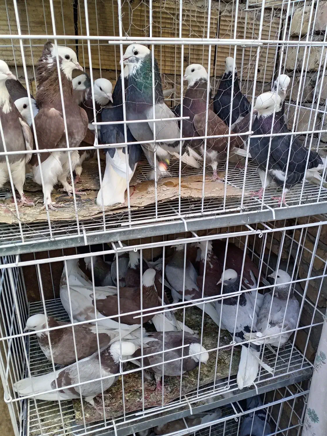 شازده ملقی|پرنده|کرمان, |دیوار