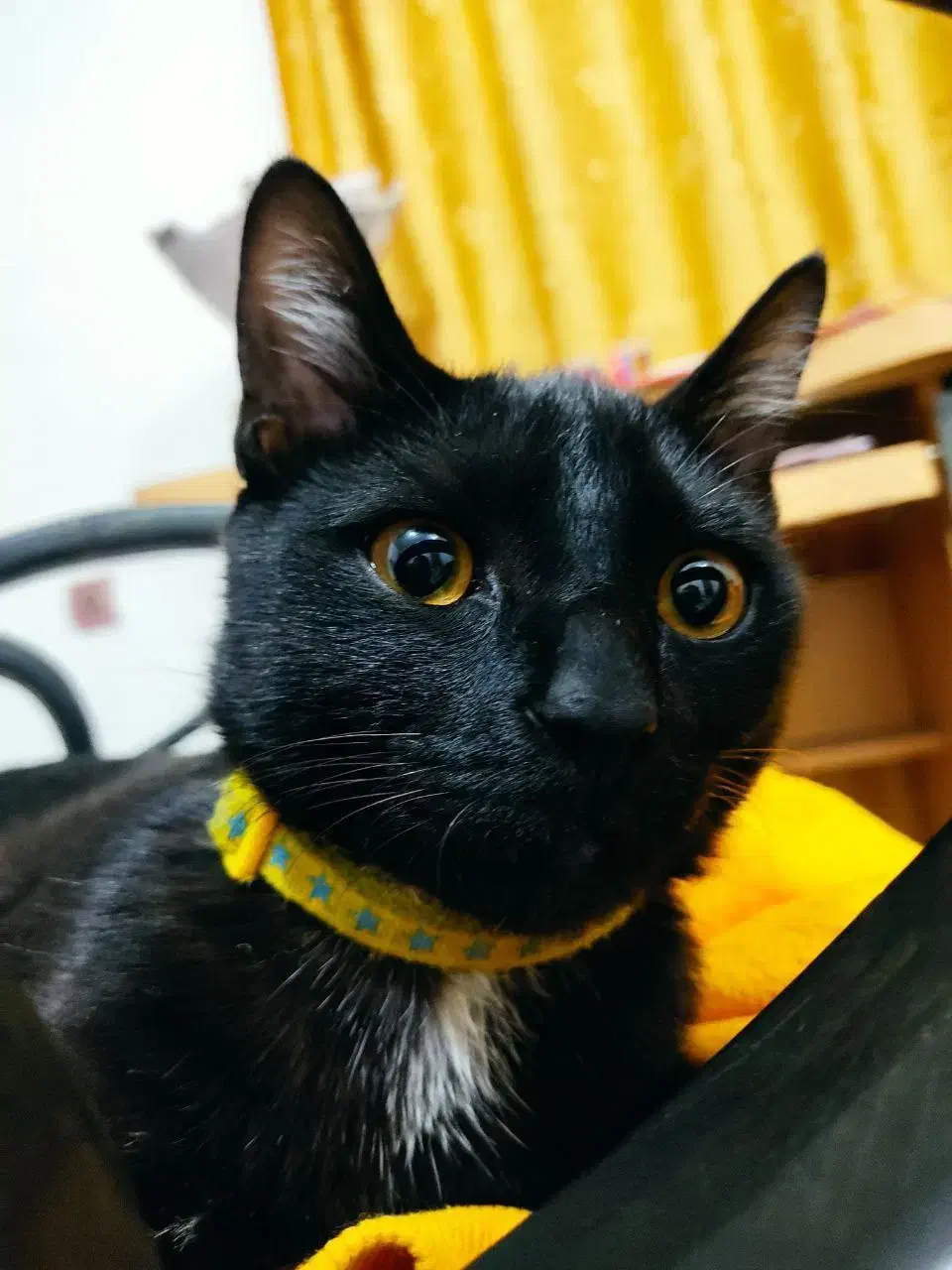 گمشده|حیوانات|بوکان, |دیوار