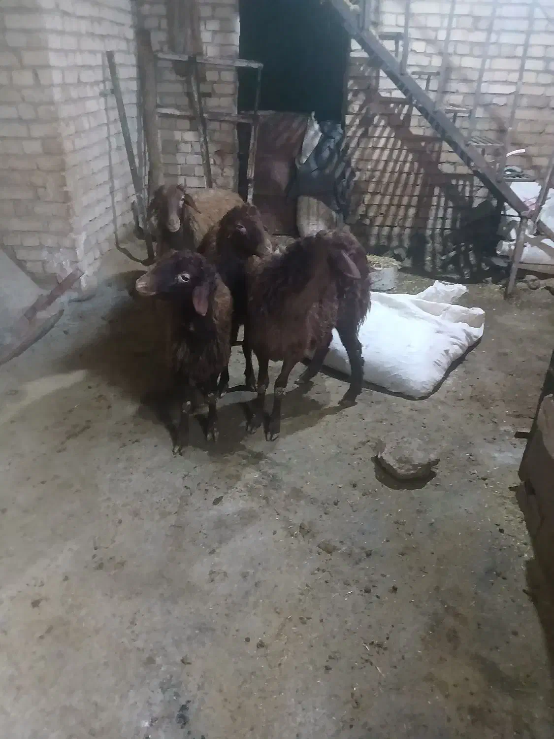 کاور|حیوانات مزرعه|دهگلان, |دیوار