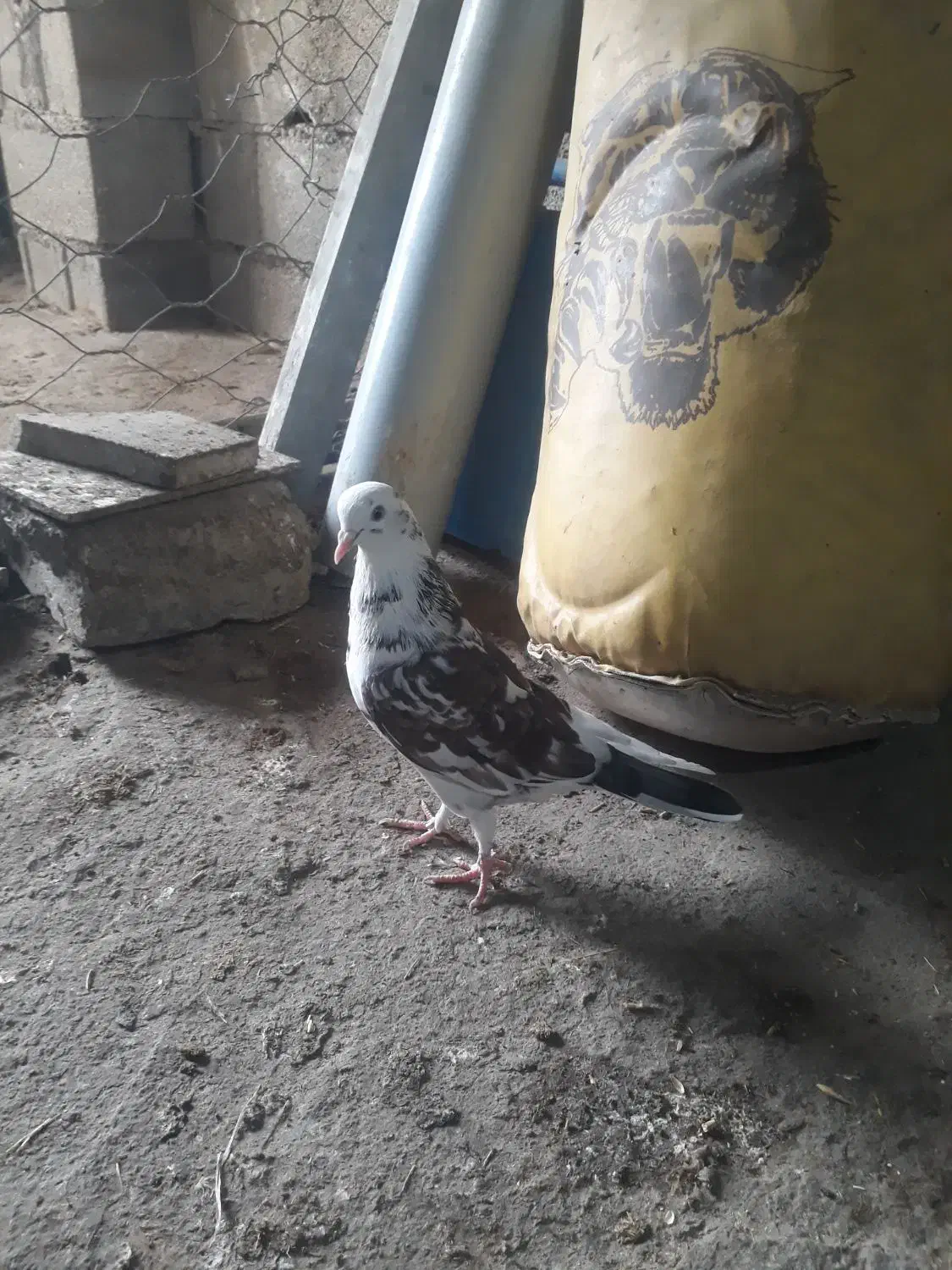 کبوتر پرشی ماده|پرنده|گمیشان, |دیوار