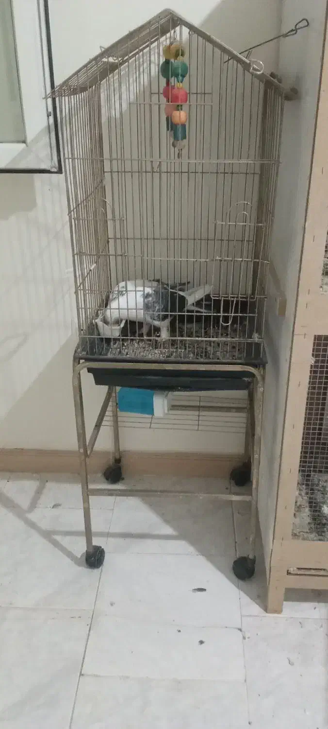 قفس پرنده|لوازم جانبی حیوانات|ماهدشت, |دیوار