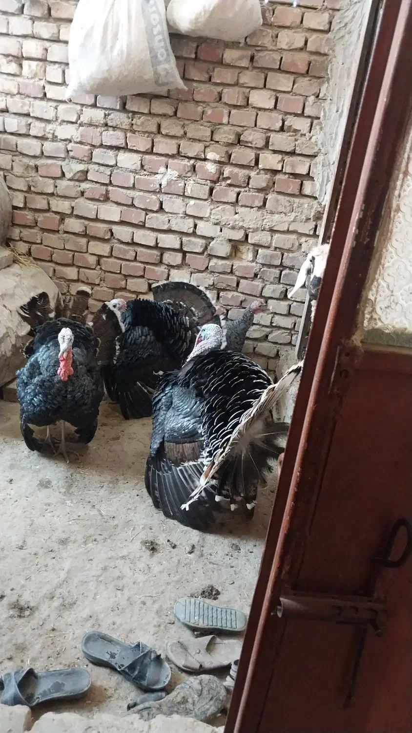 مرغ|حیوانات مزرعه|زابل, |دیوار