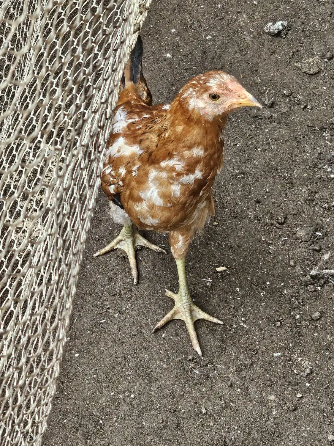 جوجه مرغ نژاد گلین|حیوانات مزرعه|بندر انزلی, تربه گوده|دیوار