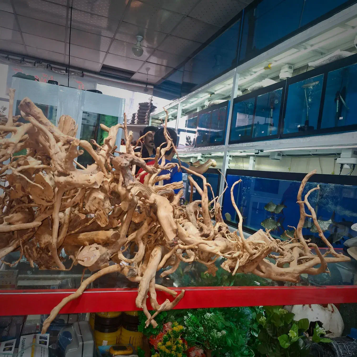 فروش ماهی تزئینی و آکواریوم|ماهی|سیرجان, |دیوار