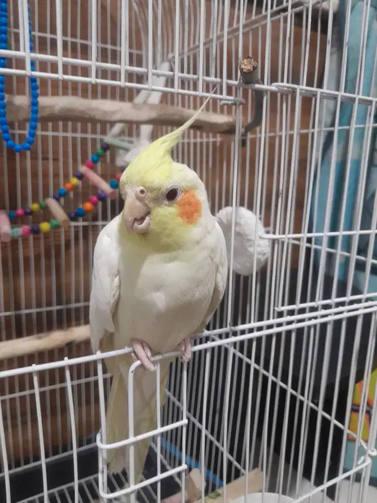 عروس هلندی نر|پرنده|کرج, حیدرآباد|دیوار