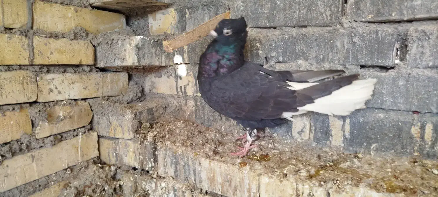 حمیدیه|پرنده|حمیدیه, |دیوار