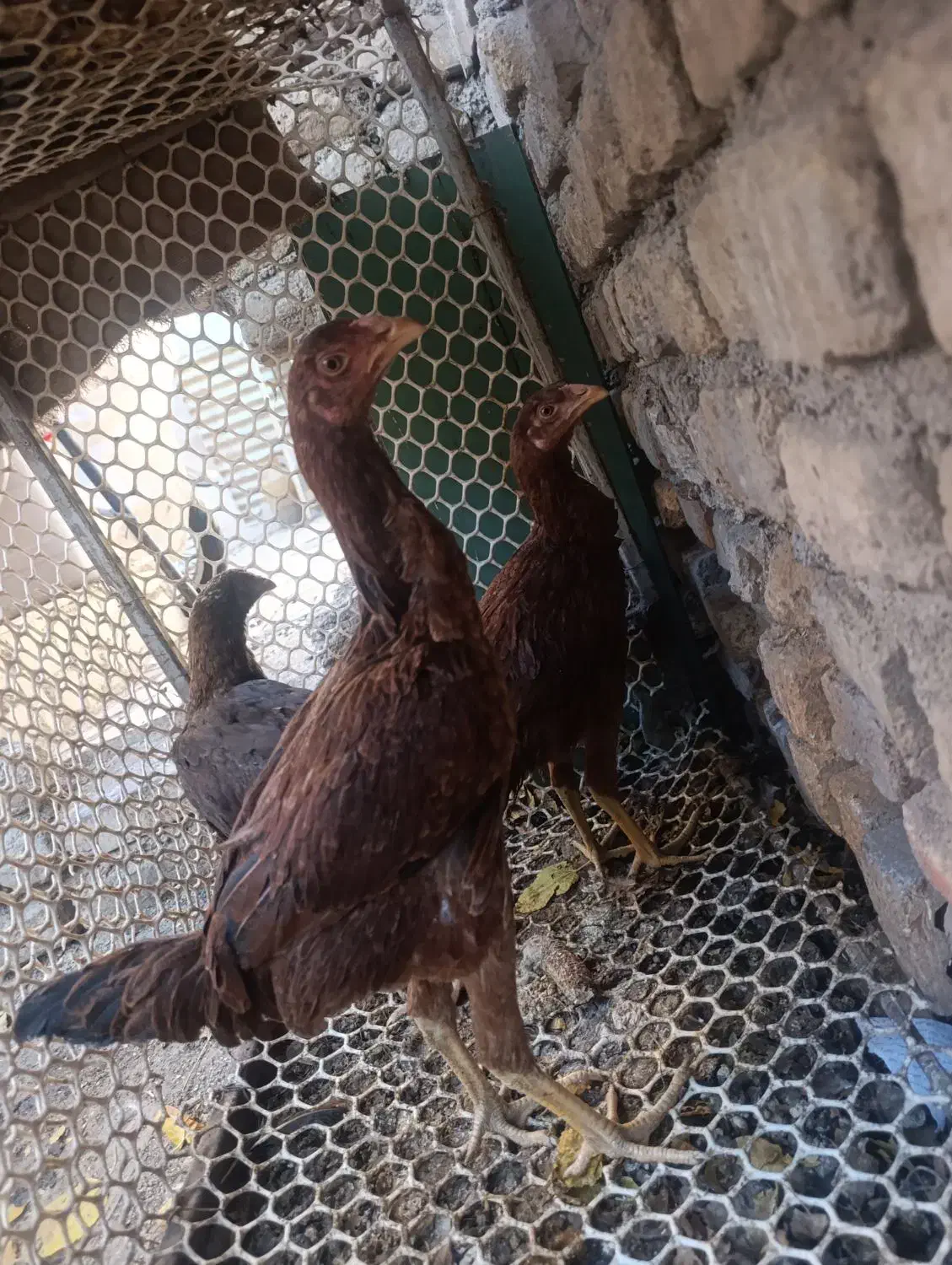 مرغ لاری|حیوانات مزرعه|مشهد, ایوان|دیوار