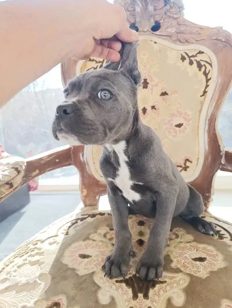 توله کن کورسو ماده|سگ|تهران, دانشگاه شریف|دیوار