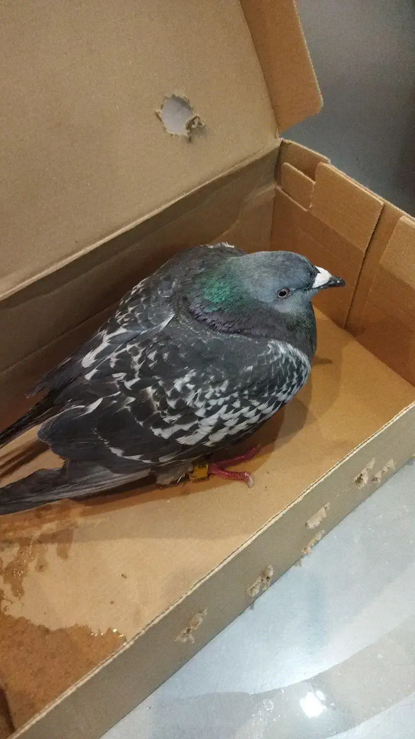 کبوتر پلاکی ماده|پرنده|جم, |دیوار