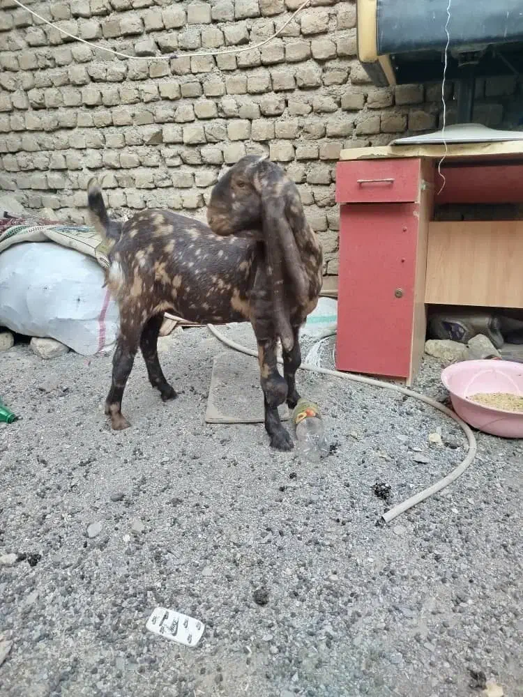 مری پاکستانی اصل|حیوانات مزرعه|رضویه, |دیوار