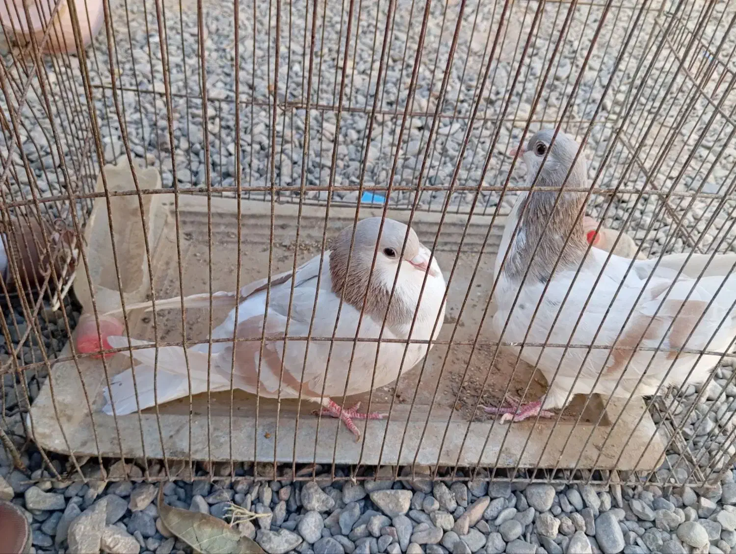 پرنده|پرنده|شهرآباد, |دیوار