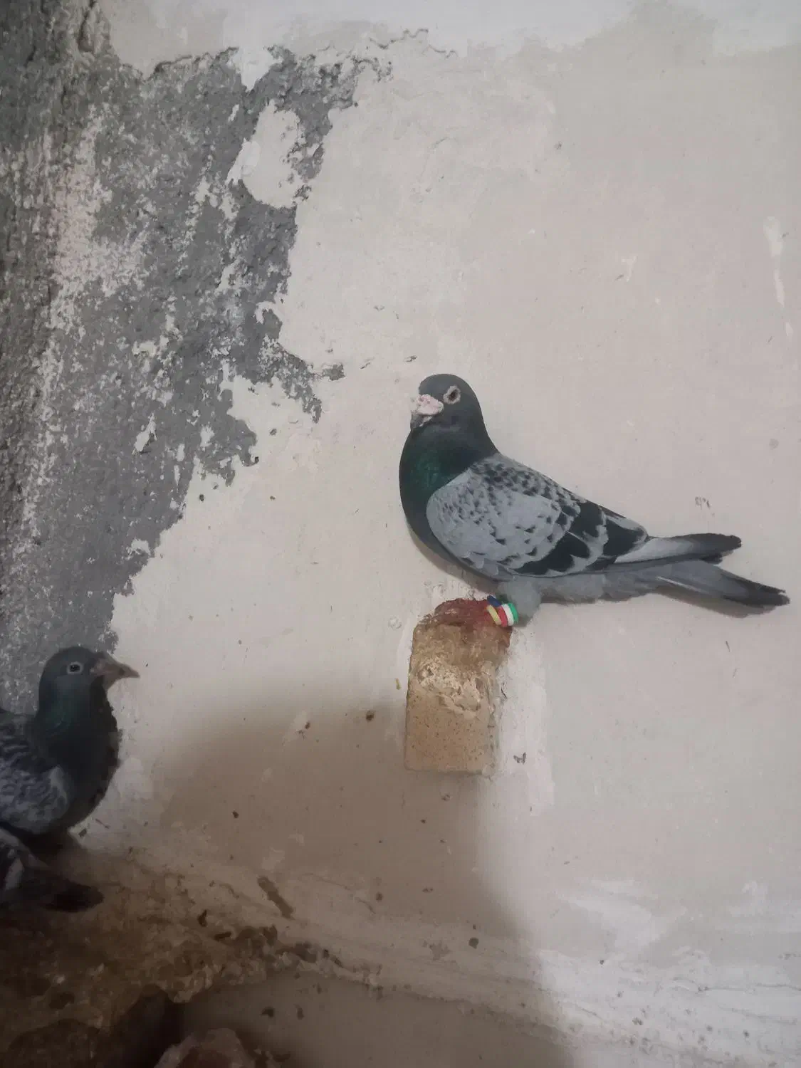 پرنده کبوتر|پرنده|مشهد, سمزقند|دیوار