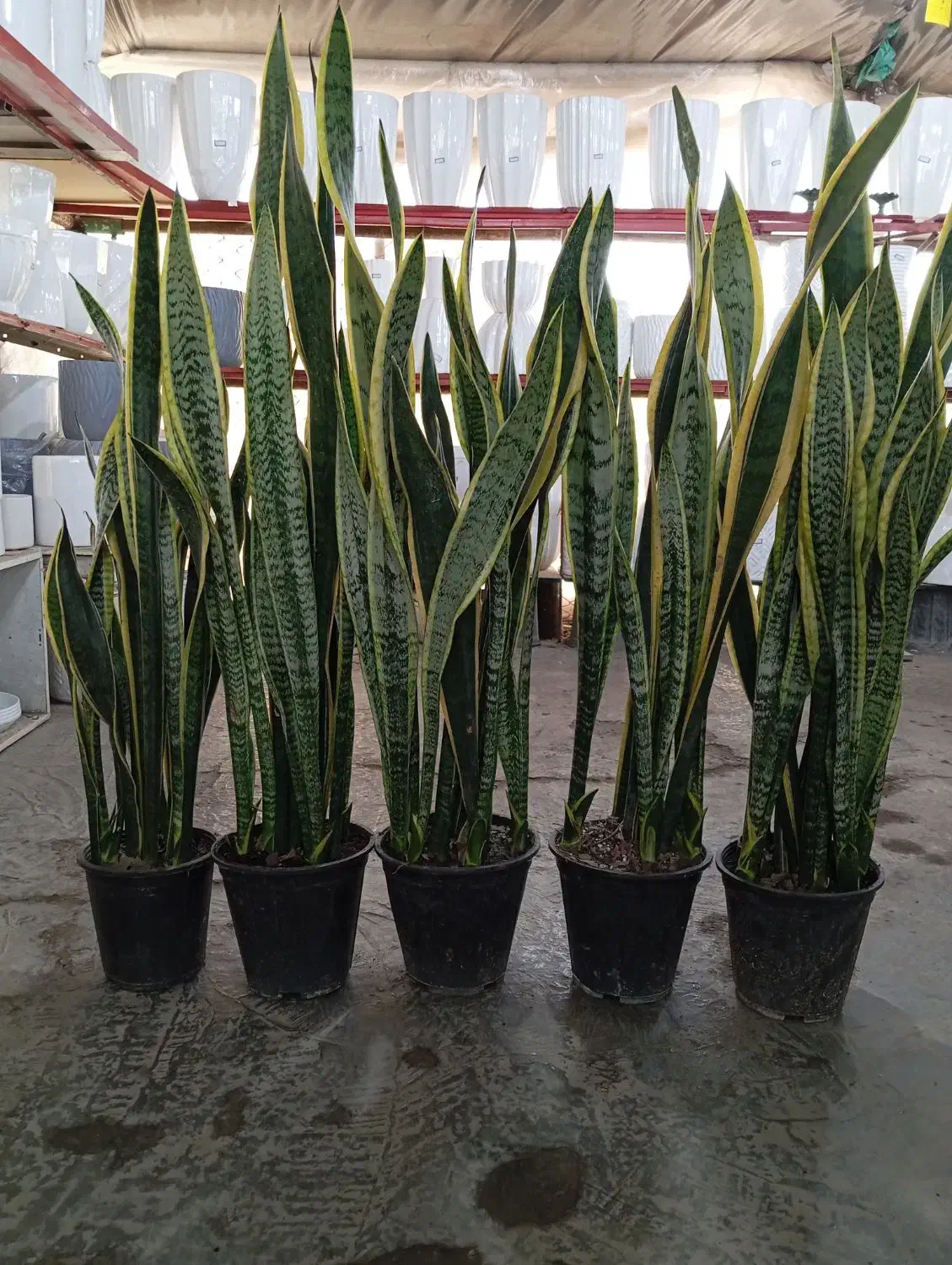 سانسوریا ابلق قدبلند|گل و گیاه طبیعی|ری, صالح آباد جنوبی (باغ رضوان)|دیوار