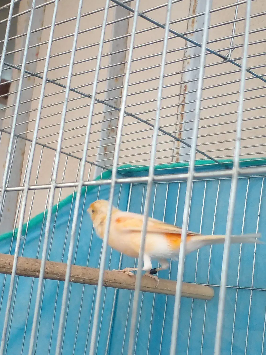 قناری نر ( دستک )|پرنده|کیاشهر, |دیوار