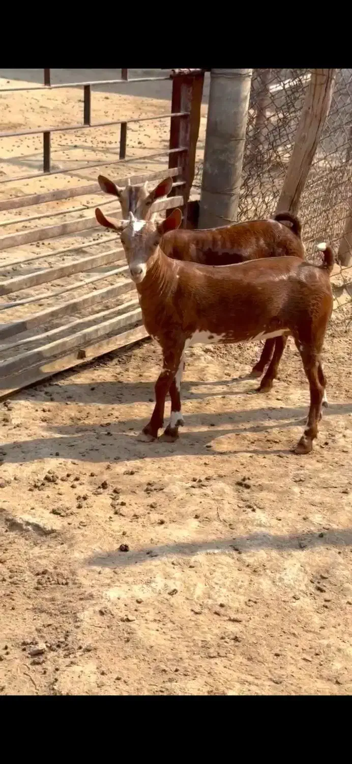 ارتشی اصل|حیوانات مزرعه|تفت, |دیوار