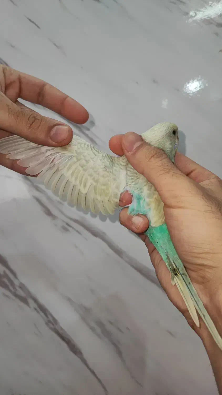 جوجه مرغ عشق رنگ خاص نر و ماده جفتی ۳۵۰|پرنده|اسلام‌شهر, شهرک مصطفی خمینی|دیوار